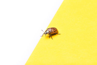 Close-up of bee on yellow wall