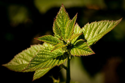 Close-up of green leaves