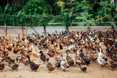 large group of animals