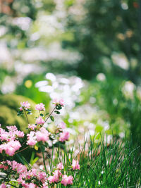 Close-up of purple flowering plant on field