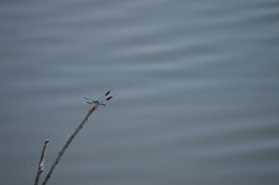Bird on water
