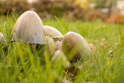 A bunch of brown mushrooms growing in the grass of the garden. autumn scenery with mushrooms.