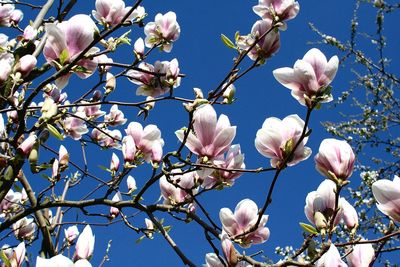 Low angle view of magnolia blossoms against sky
