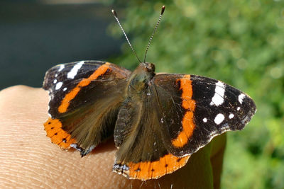 Close-up of butterfly perching on leaf