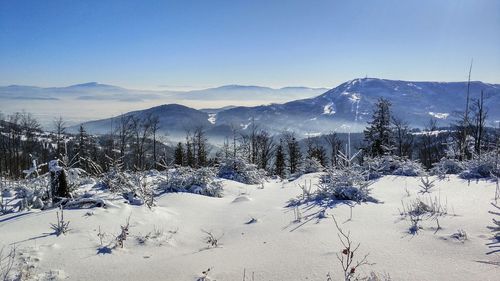 Trees on snow covered landscape against clear blue sky