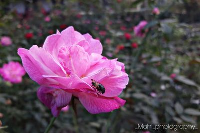 Close-up of insect on pink flower blooming outdoors