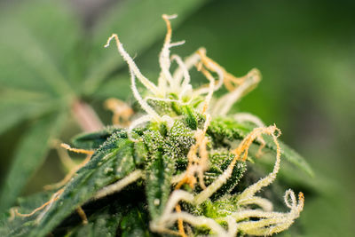 Close-up of frozen plant on field