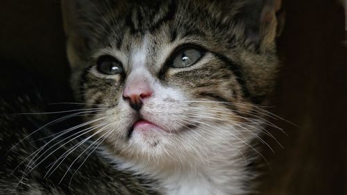 Close-up of kitten looking up