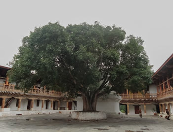 Trees in city against sky