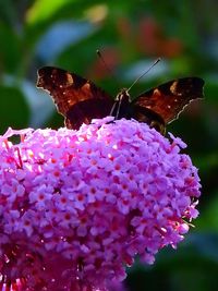 Close-up of butterfly pollinating on purple flowers
