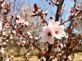 Close-up of cherry blossoms in spring