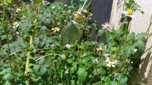 Close-up of flowers blooming outdoors