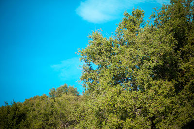 Low angle view of trees against blue sky