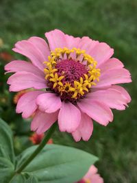 Close-up of pink flower