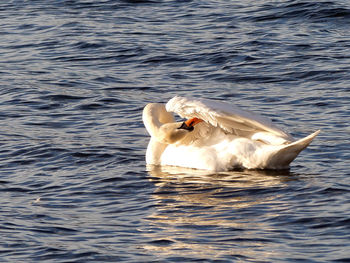 Swan swimming in lake