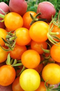 Close-up of oranges