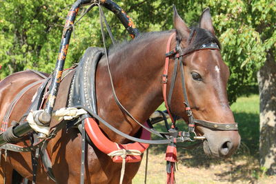 Horse cart