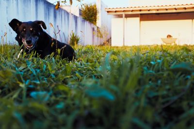 Dog in a field