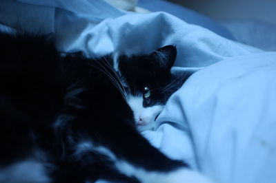 Cat sleeping on bed