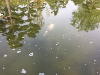 High angle view of jellyfish swimming in lake