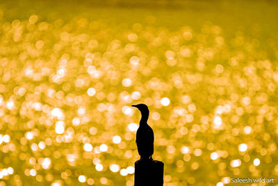 Close-up of a bird on illuminated blurred background