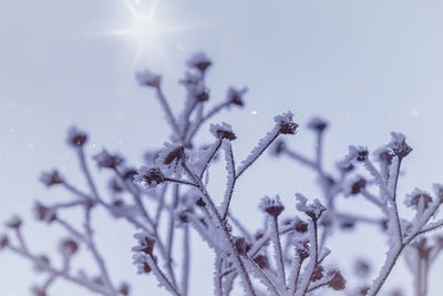 Close-up of frozen plant against sky