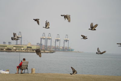 Seagulls flying over sea against sky