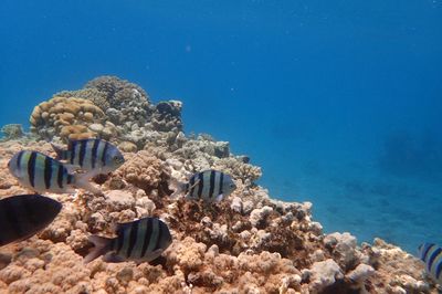 Fish swimming in sea