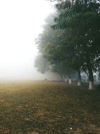 Trees on field in foggy weather