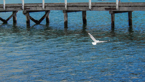 Seagull flying over sea