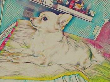 High angle portrait of dog relaxing on bed