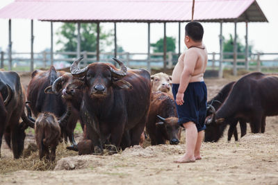 Side view of shirtless boy standing with cattle at farm