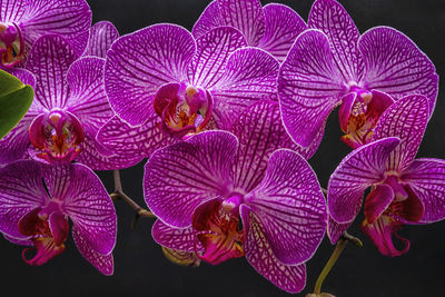 Close-up of pink orchids against black background