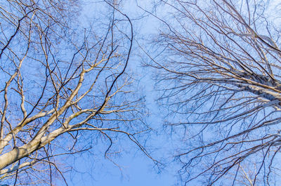 Low angle view of bare tree against clear sky