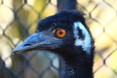 Close-up of a bird looking away