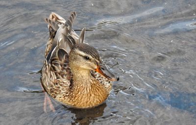 High angle view of duck swimming on lake