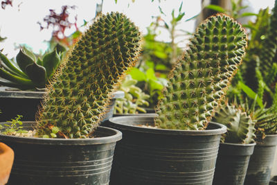 Close-up of succulent plant in pot