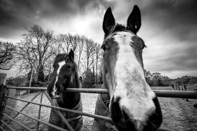 Two horses leaning over a gate
