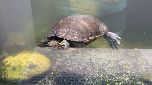 Close-up of turtle swimming in sea