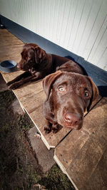 Portrait of dog lying on floor