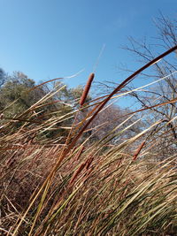 Close-up of grass on field against clear blue sky