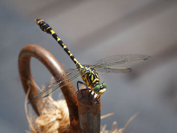 Close-up of insect