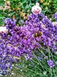 Close-up of bee on lavender flowers
