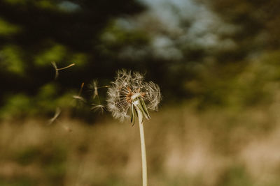 Close-up of wilted dandelion against blurred background