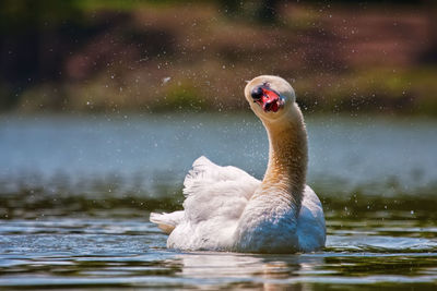 Close-up of swan swimming in lake