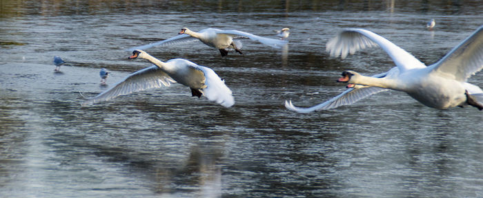 Swans flying over lake