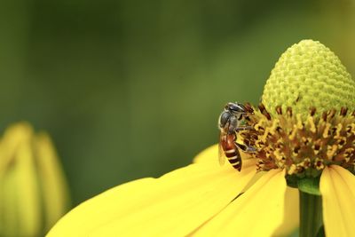 Honey bee collecting pollen on yellow flower agains blur background