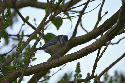 Low angle view of bird perching on tree