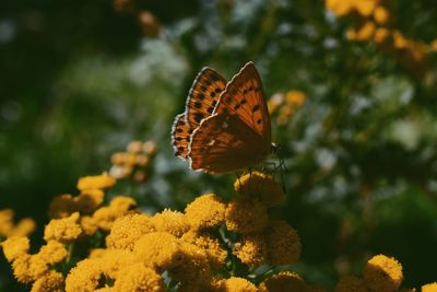 Close-up of butterfly pollinating on flower