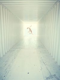 Man jumping in corridor of building